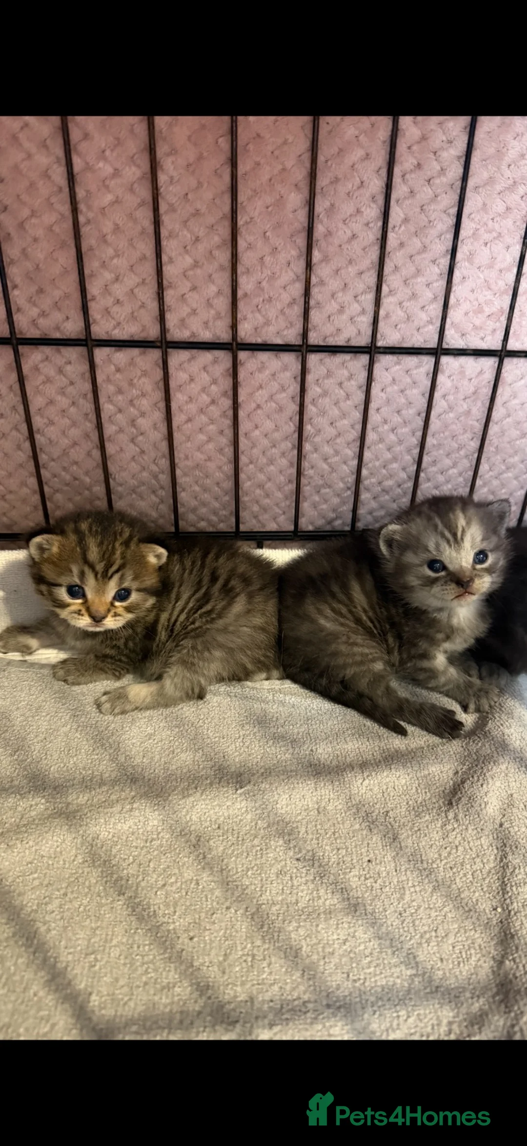 British Shorthair cats for sale: British shorthair cross  - Advert 2