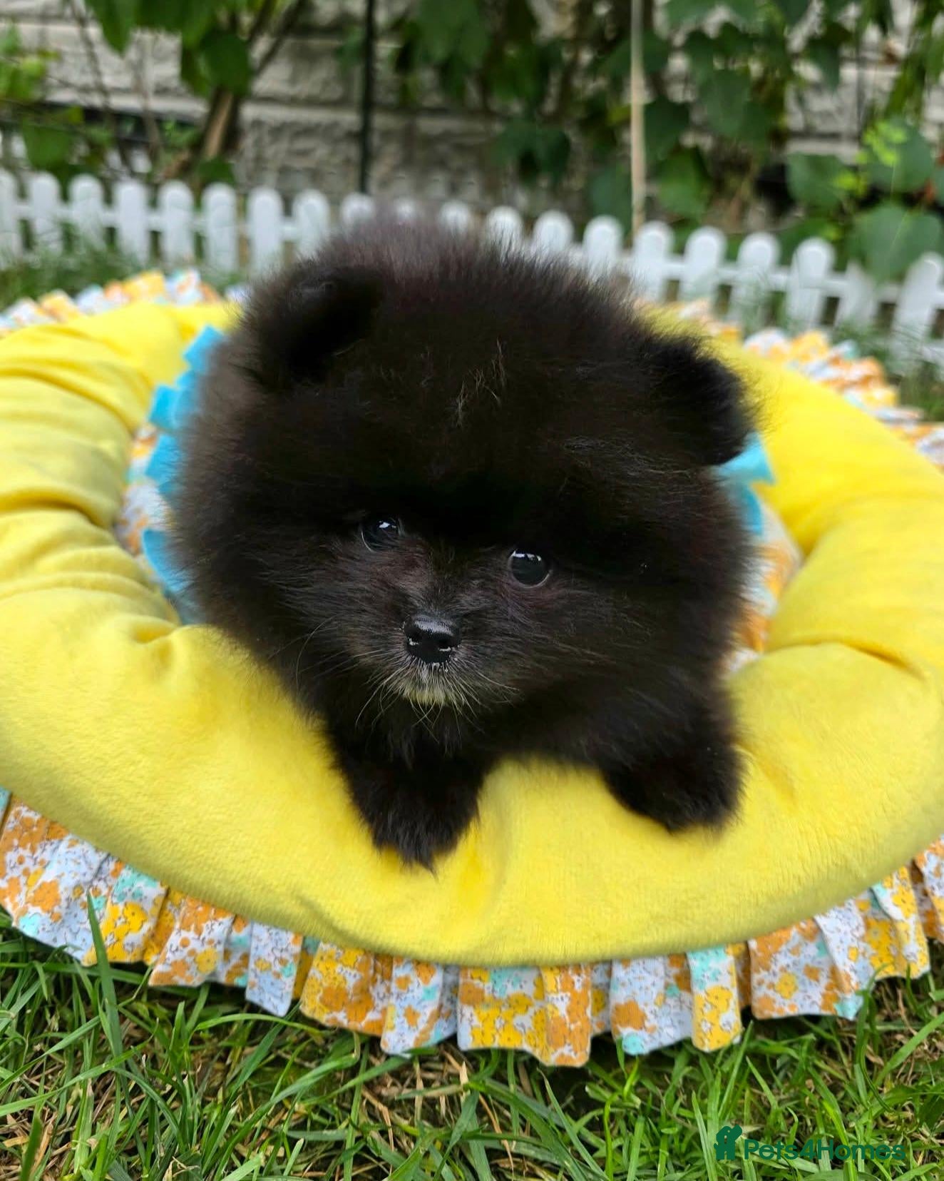 Pomeranian dogs Beautiful KC Registered Pomeranian Puppies - Advert 8