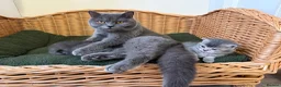 Scottish Fold cats for sale: Scottish fold x  - Advert 5