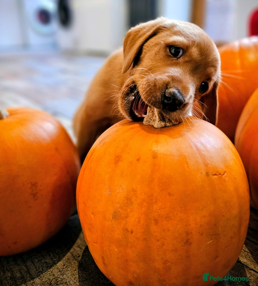 Labrador Retriever dogs for sale: Red Fox Labrador . Ready to Leave 😘 - Image 19