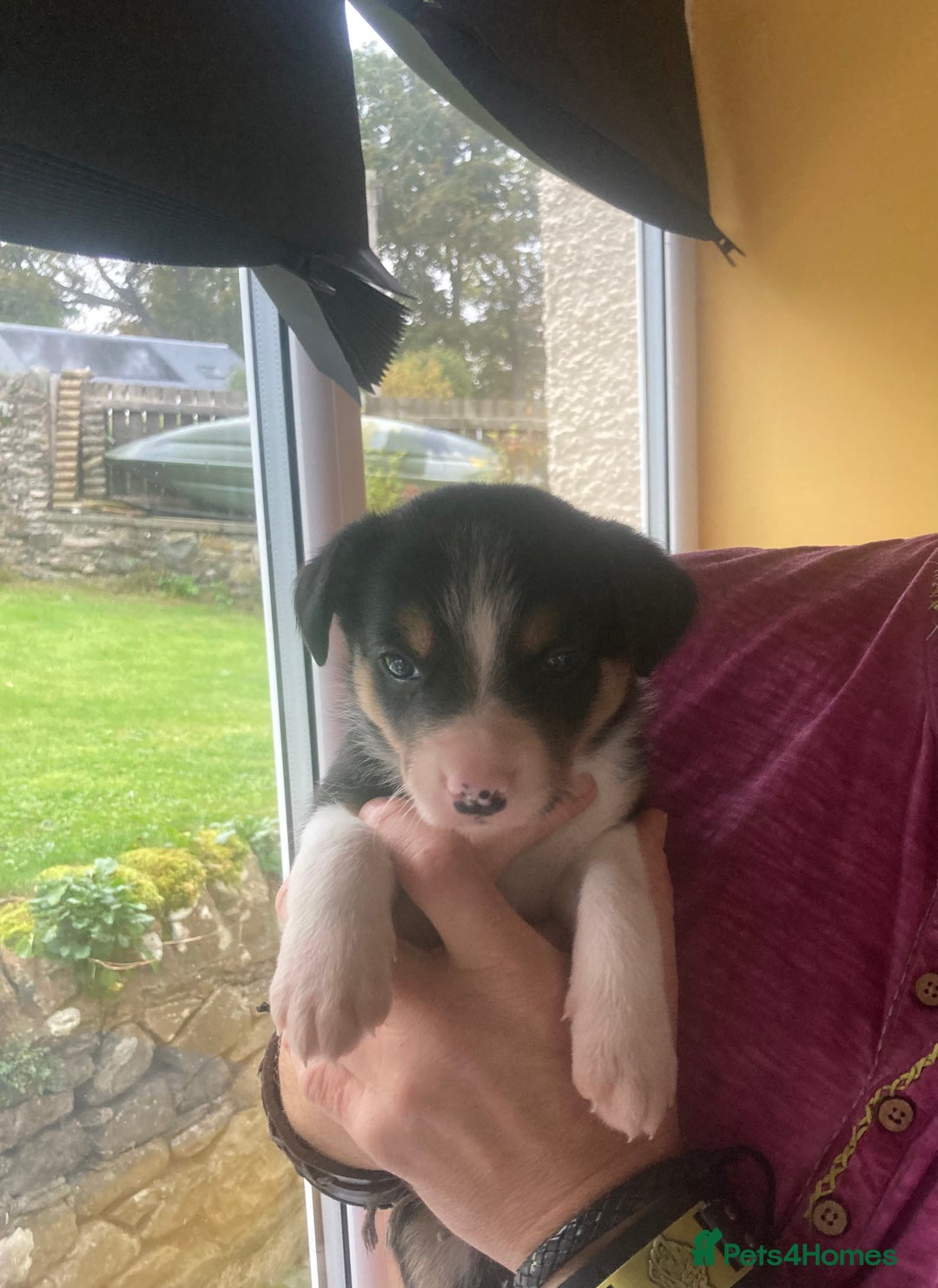 Border Collie dogs for sale: Border Collie Pups Merle, Tri-colour & Blk/wht - Image 32