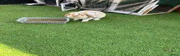 Dwarf Lop rabbits for sale: Two lovely dwarf lops in Basingstoke - Advert 5