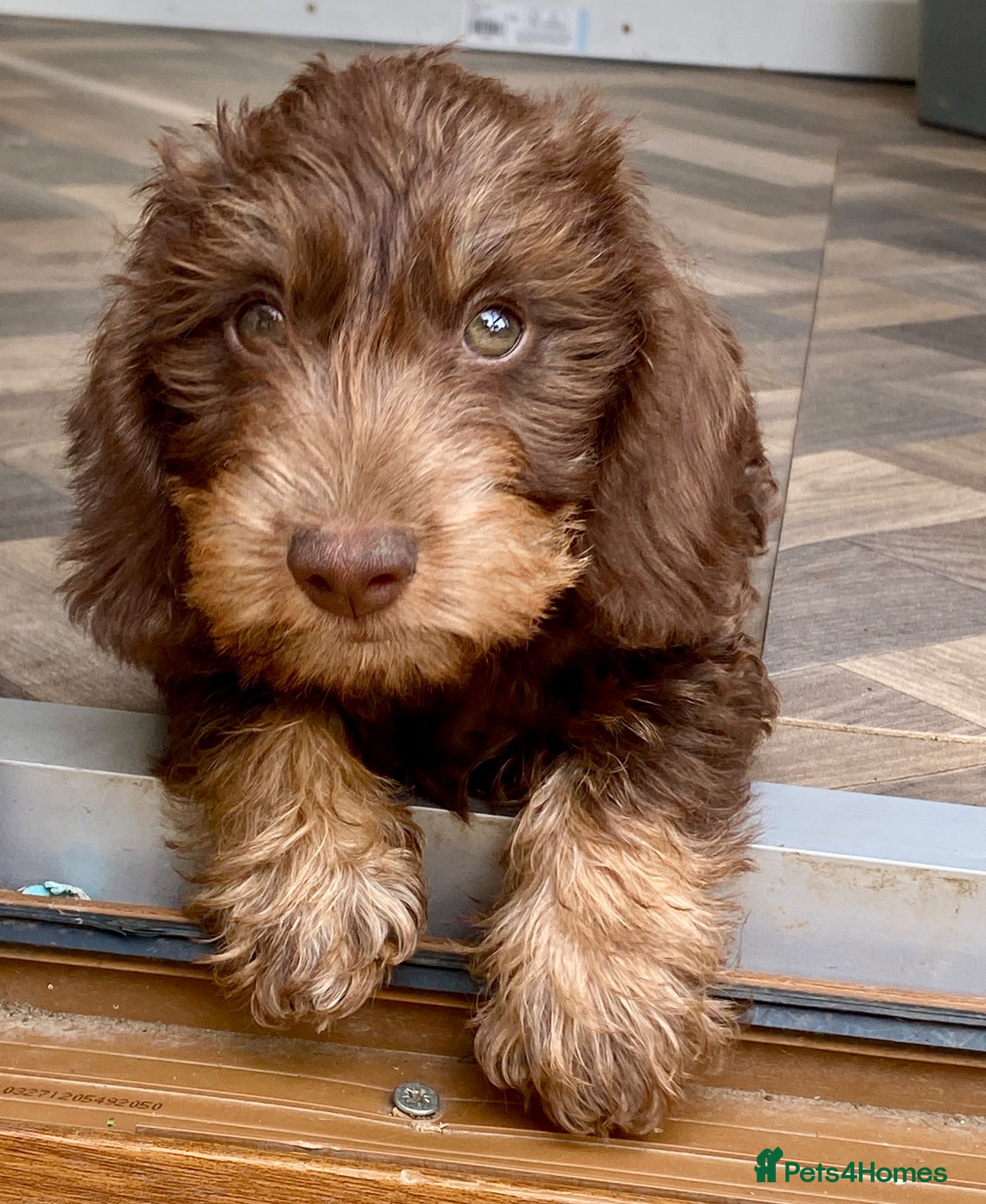 Miniature Dachshund dogs KC Mini wirehaired dachshund - Advert 1
