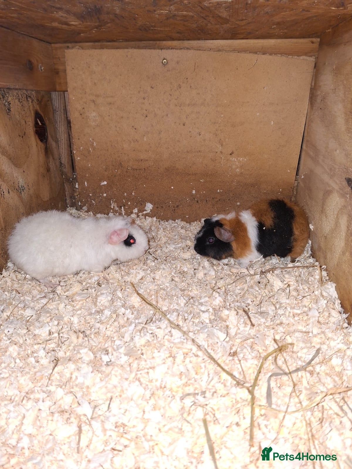 Guinea Pig rodents guniea pigs sisters - Advert 14