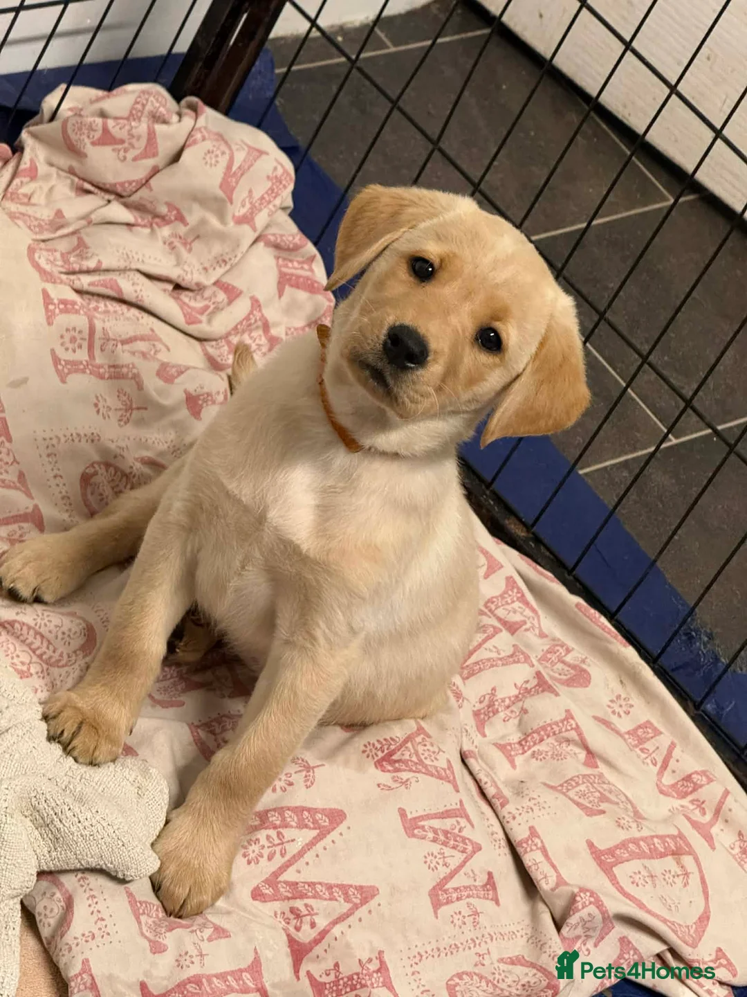 Labrador Retriever dogs for sale: Pure bred labrador puppies - Advert 11