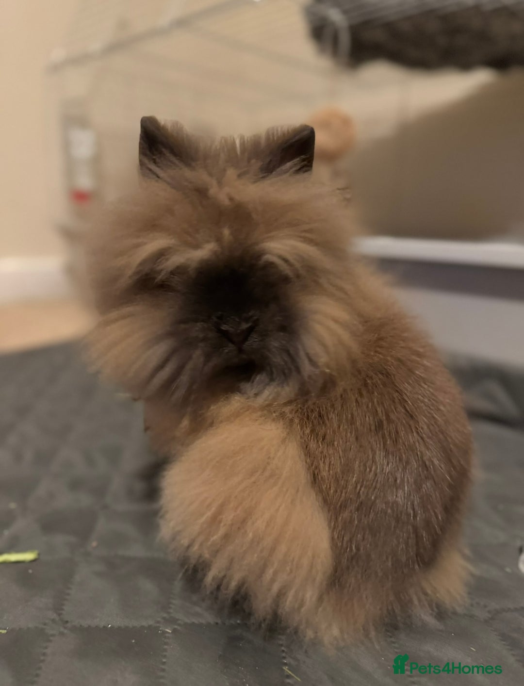 Lionhead rabbits for sale: Male Lionhead Rabbit Looking for loving home - Advert 2