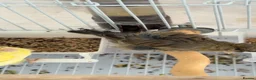 Canaries birds for sale: Gloster canary in Liverpool - Advert 2