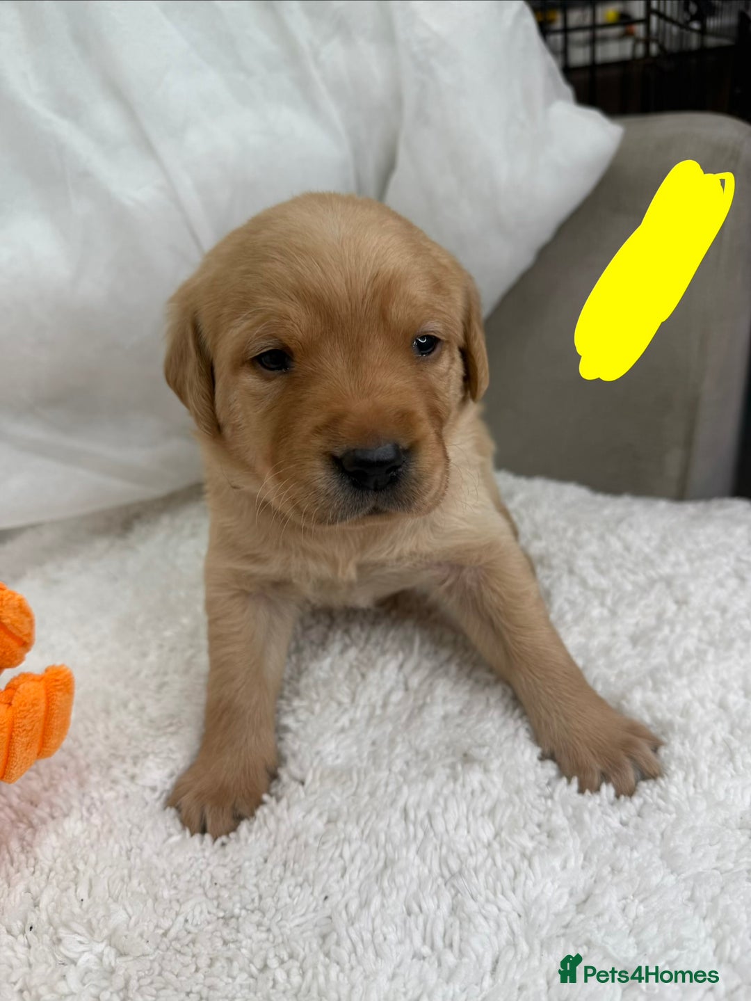 Goldador dogs for sale: Adorable Goldador Puppies - Ready 12th Feb - Advert 21