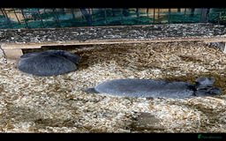 Mini Lop rabbits for sale: Mini lops - Image 3