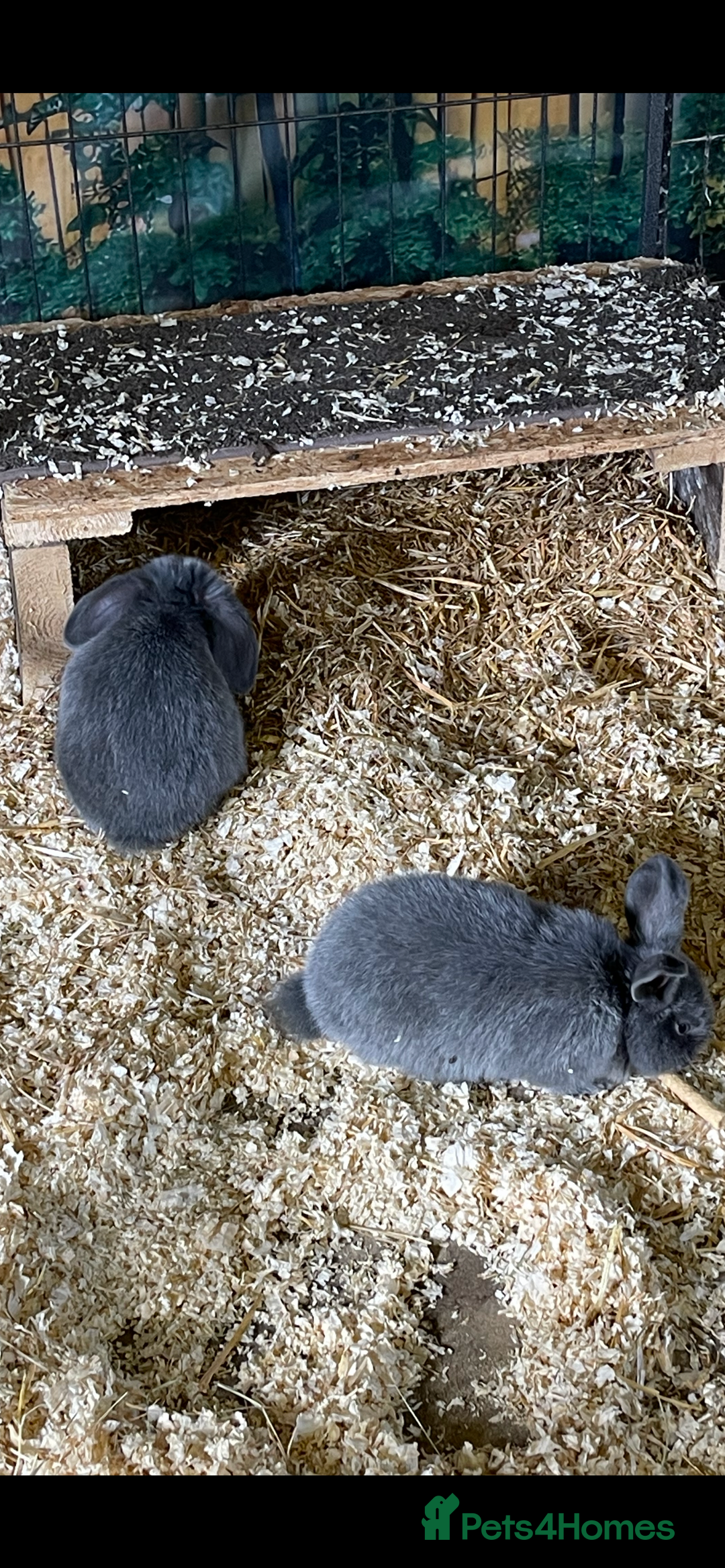 Mini Lop rabbits for sale: Mini lops - Image 3