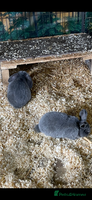 Mini Lop rabbits - Advert 7
