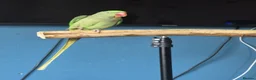 Parakeets birds for sale: Bonded pair of alexandrine  - Advert 2