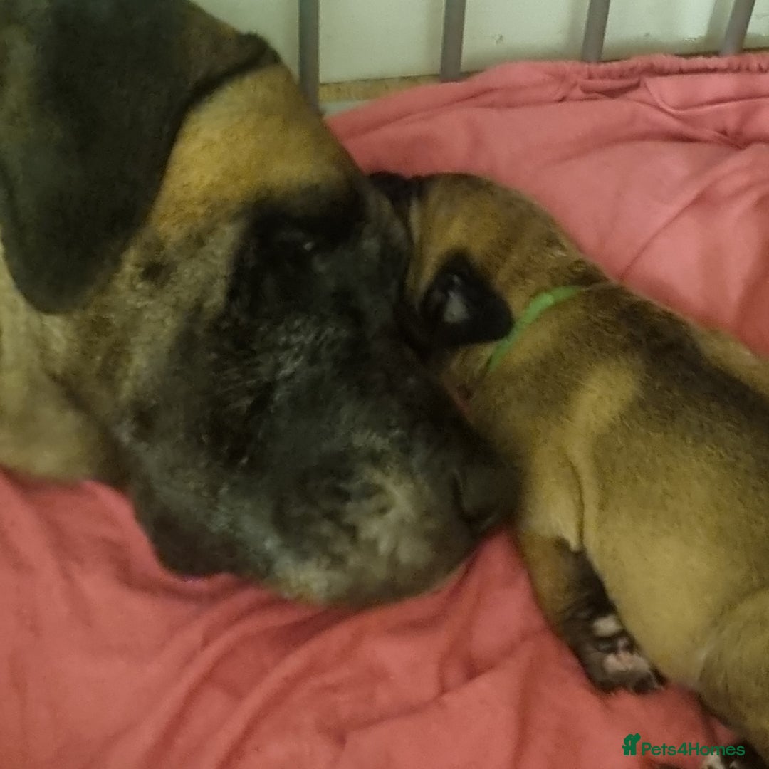 Great Dane dogs for sale: Fawn black mask - Image 15
