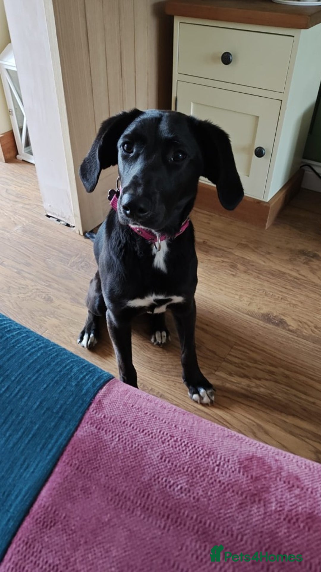 Mixed Breed dogs for adoption: Lexie the lack beauty - Image 6