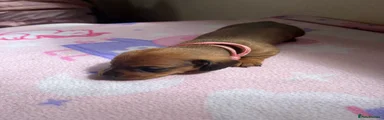 Miniature Dachshund - 3 Pink