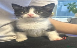 British Shorthair cats for sale: Beautiful British Short haired mixed kittens  - Image 4