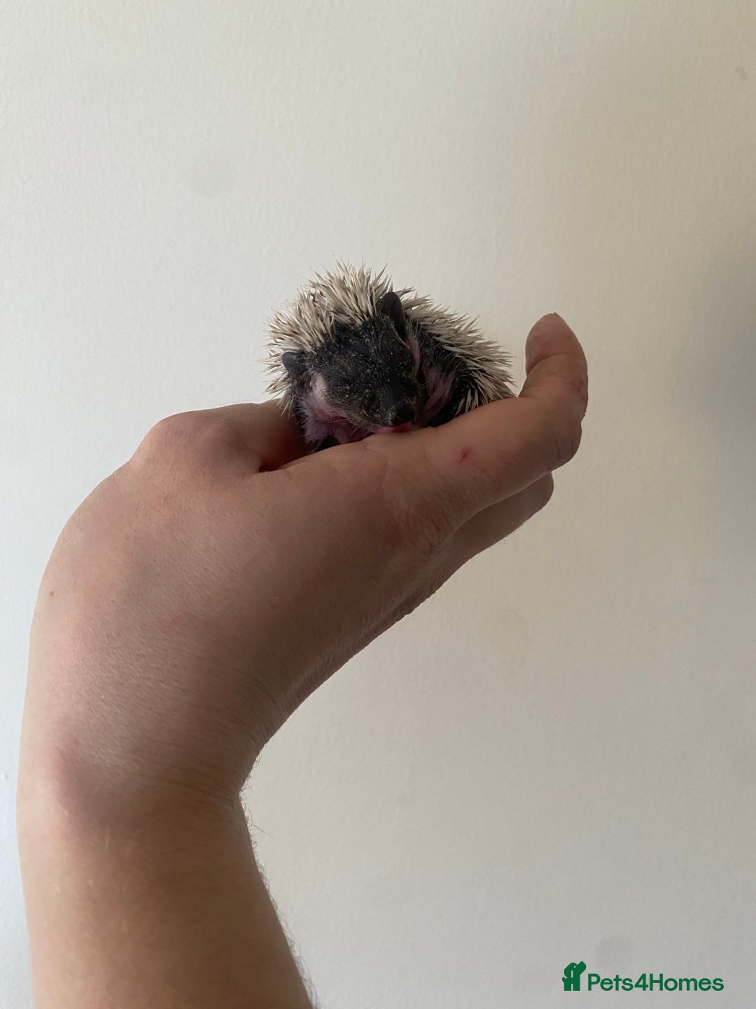 Pygmy Hedgehog rodents for sale: Stunning female hoglets for sale!  - Advert 2