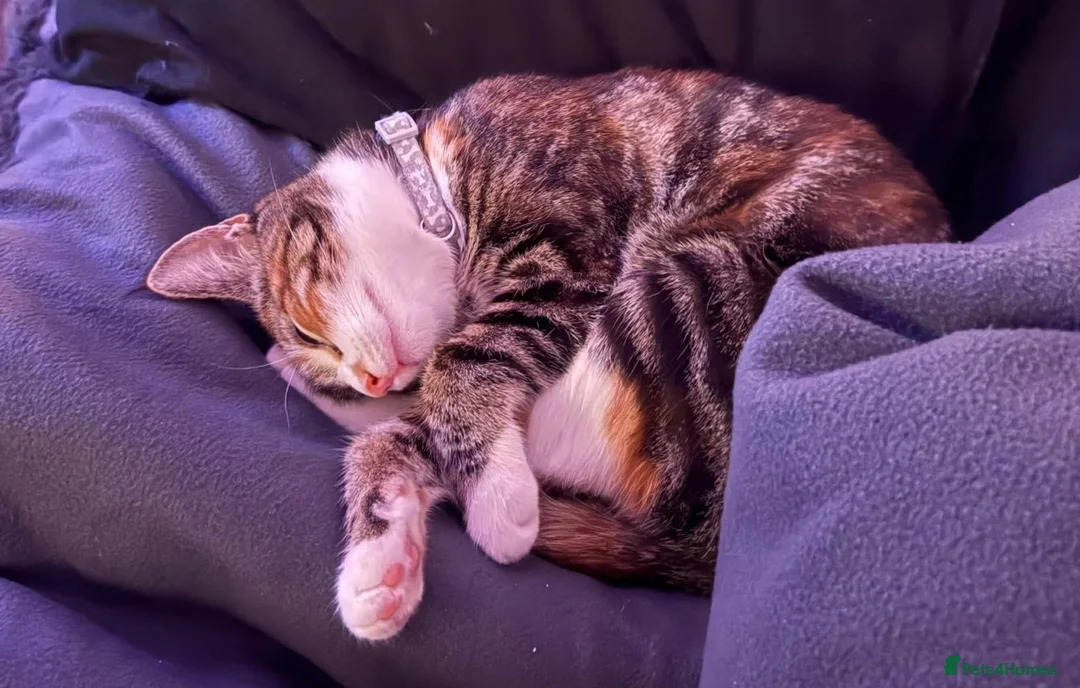 Mixed Breed cats for sale: Mainecoon cross cat - Advert 2