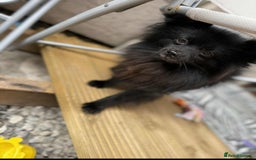 Pomeranian dogs for sale: Pomeranian puppy - Image 9