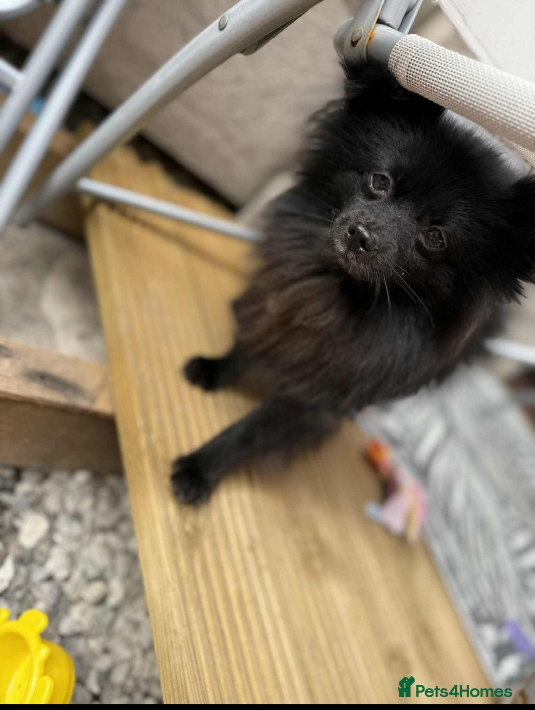 Pomeranian dogs for sale: Pomeranian puppy - Image 9