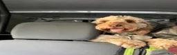 Cockapoo dogs for stud: Cockapoo PROVEN Stud F1 -Stoke  - Advert 3