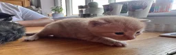 American Shorthair cats for sale: 5 beautiful kittens available  - Advert 13