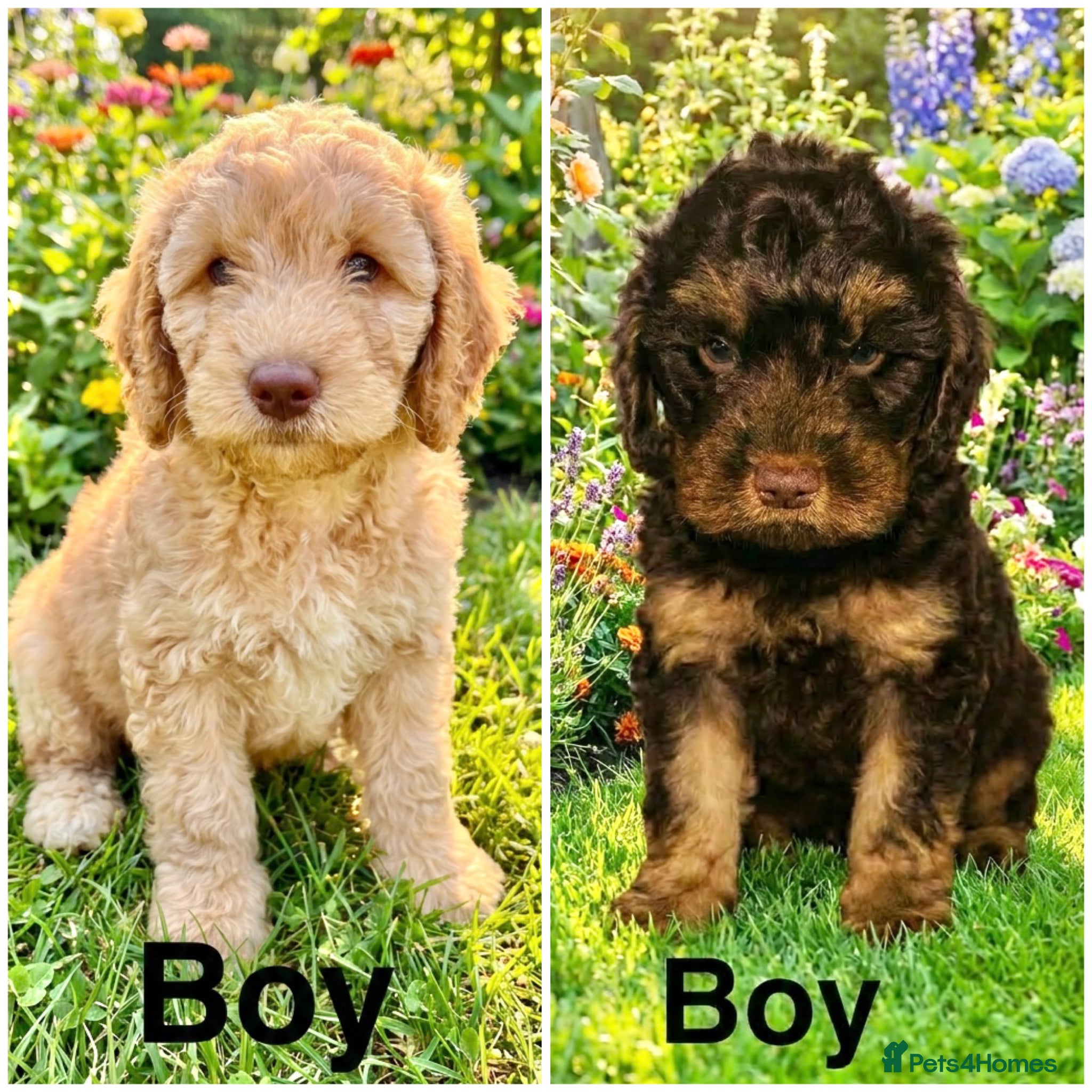 Cockapoo dogs REDUCED ❤️DNA CLEAR, Last 2 Cockapoos, Ready Now  - Advert 5