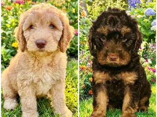Cockapoo dogs REDUCED ❤️DNA CLEAR, Last 2 Cockapoos, Ready Now - Advert 6