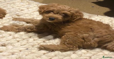 Mixed Breed dogs - Advert 3