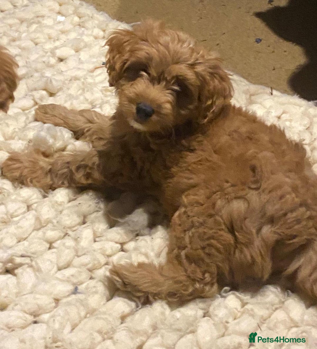 Mixed Breed dogs for sale: Toy Cockapoo puppies - Image 2