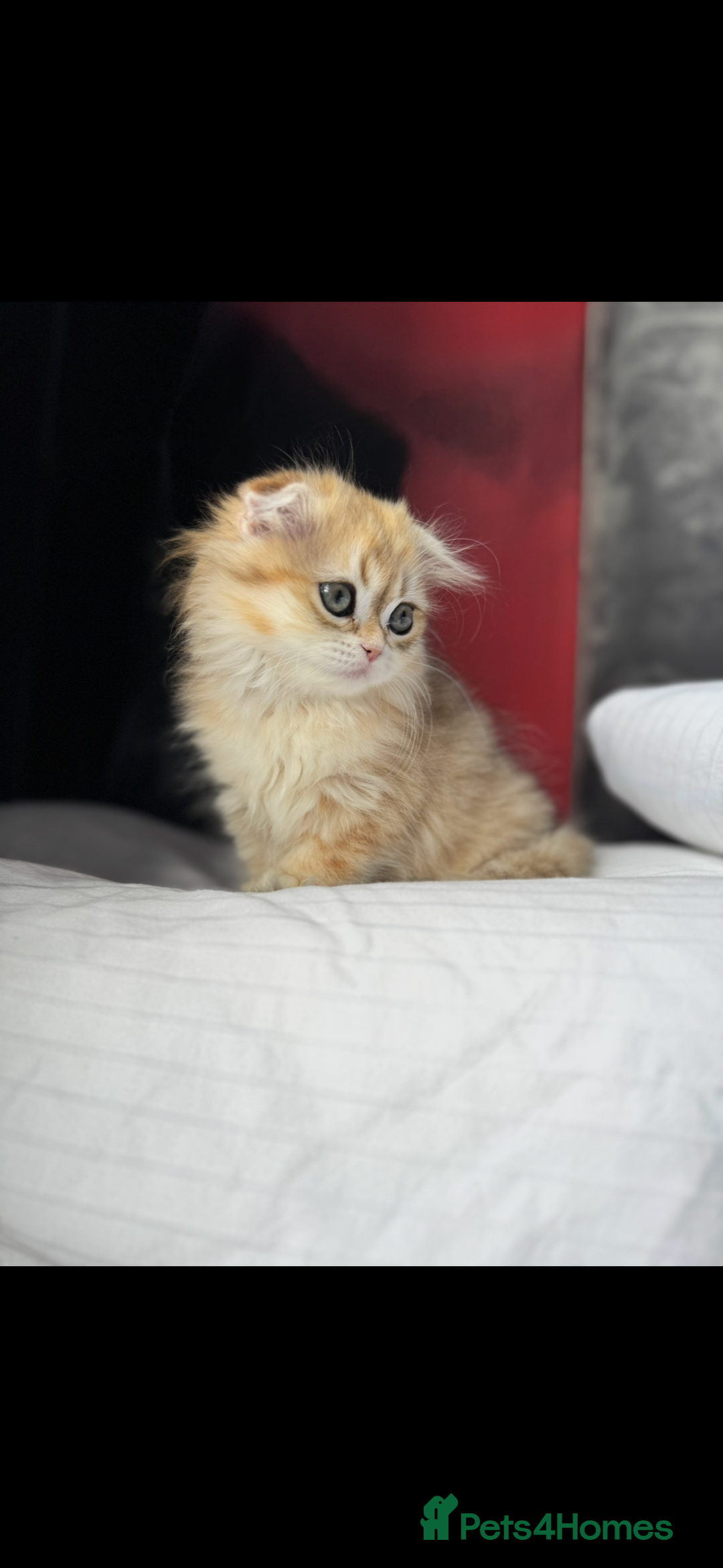 Scottish Fold cats for sale: Scottish Fold Kittens Variety of Colours - Image 17