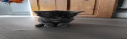 Domestic Shorthair cats for sale: Kittens for sale - Advert 2