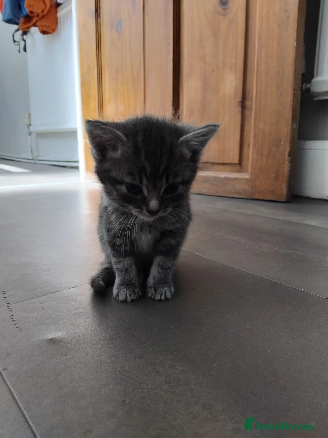 Domestic Shorthair cats for sale: Kittens for sale - Advert 2