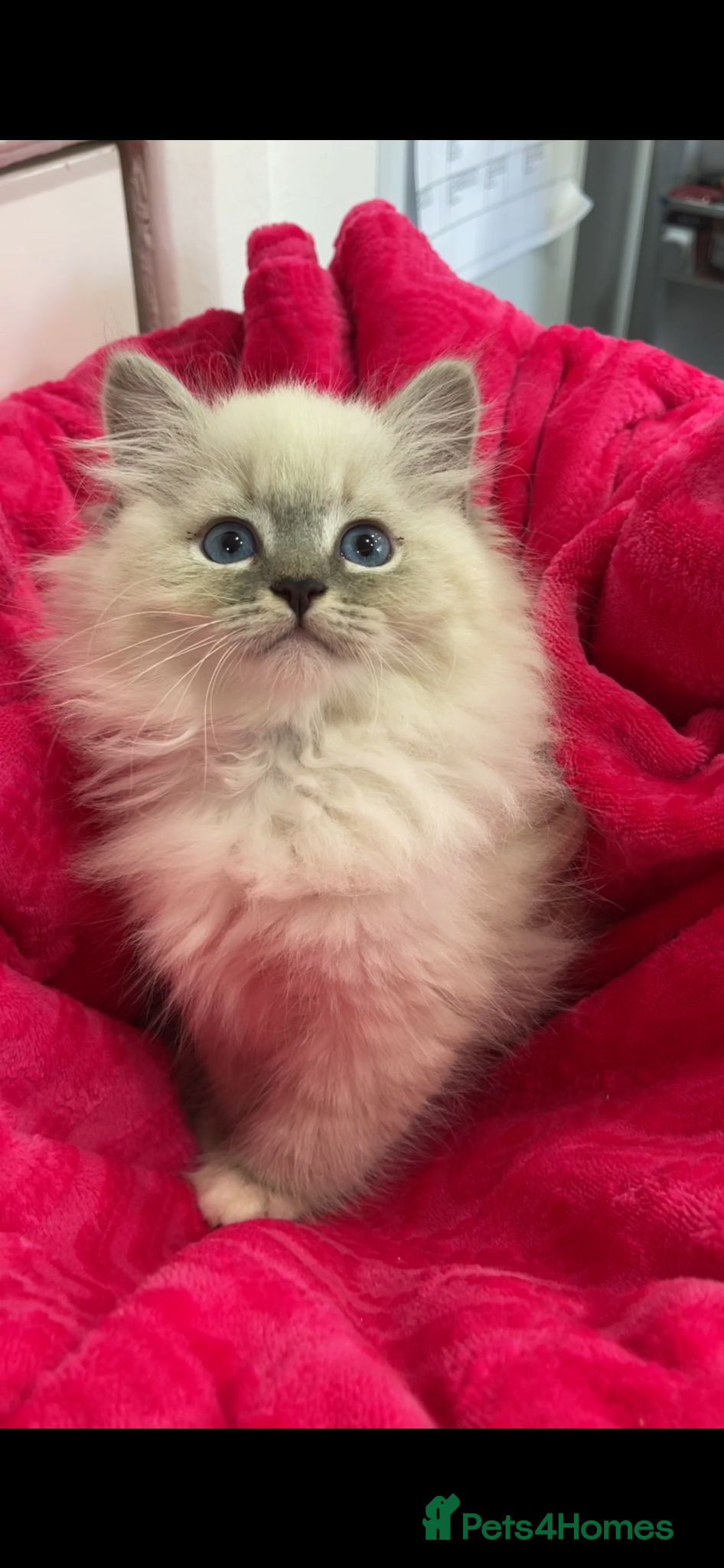 Siberian cats Siberian Pure Kittens Available  - Advert 1