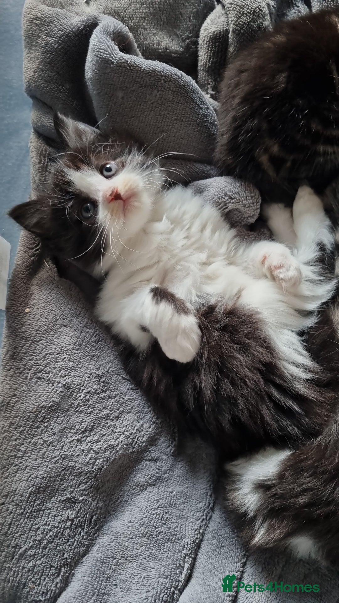 Mixed Breed cats for sale: Two beautiful girls left - Advert 3