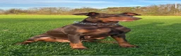 Dobermann dogs for sale: Doberman pups - Advert 2