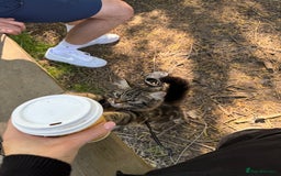 Domestic Shorthair cats for sale: ASAP- Adorable cat to be rehomed  - Image 6