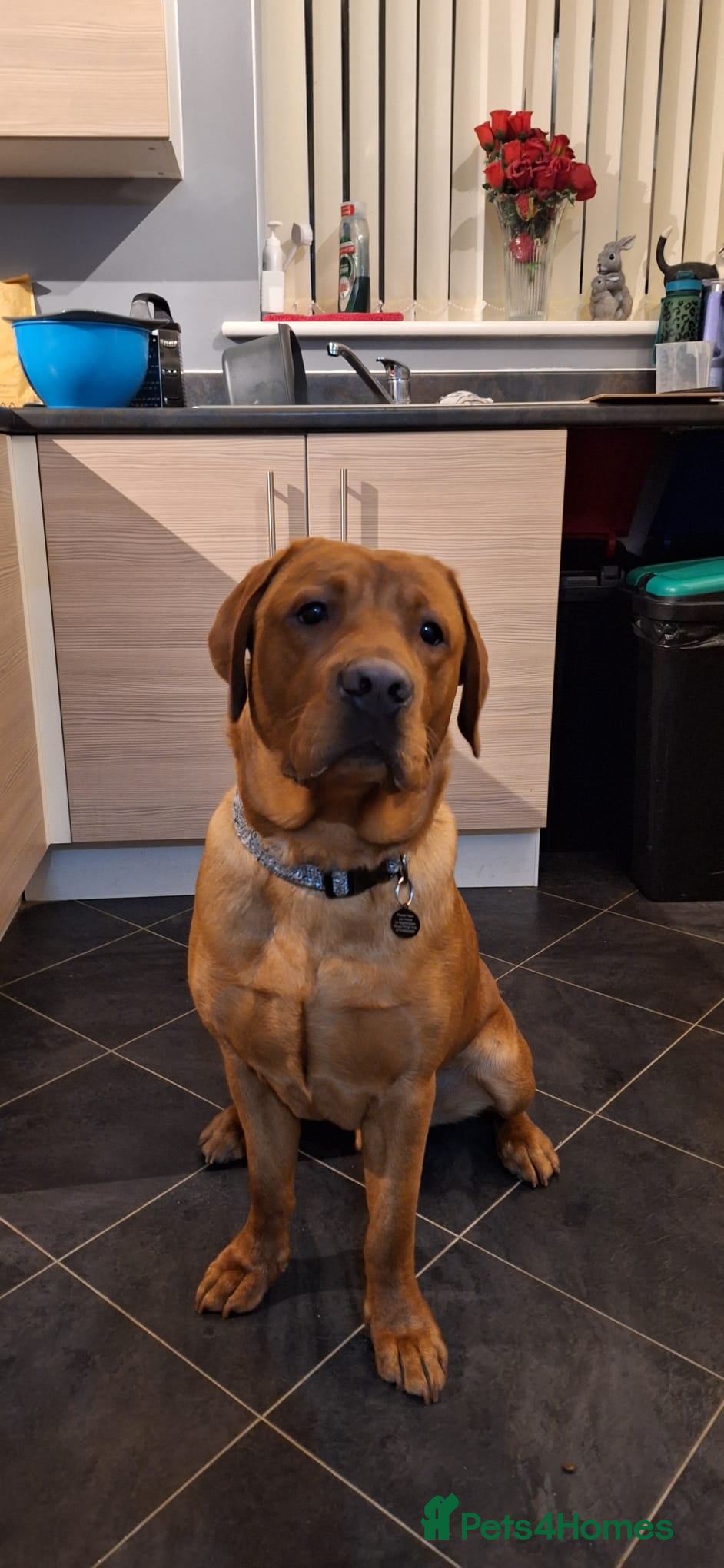 Milo