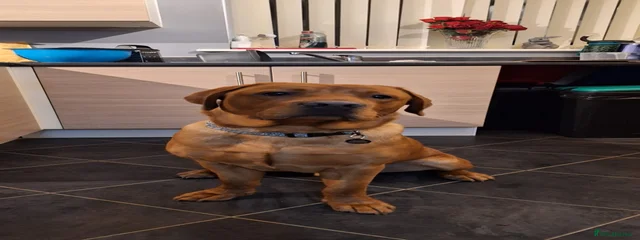 Milo