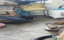 Siamese cats for sale: 10 week old kittens  - Image 1