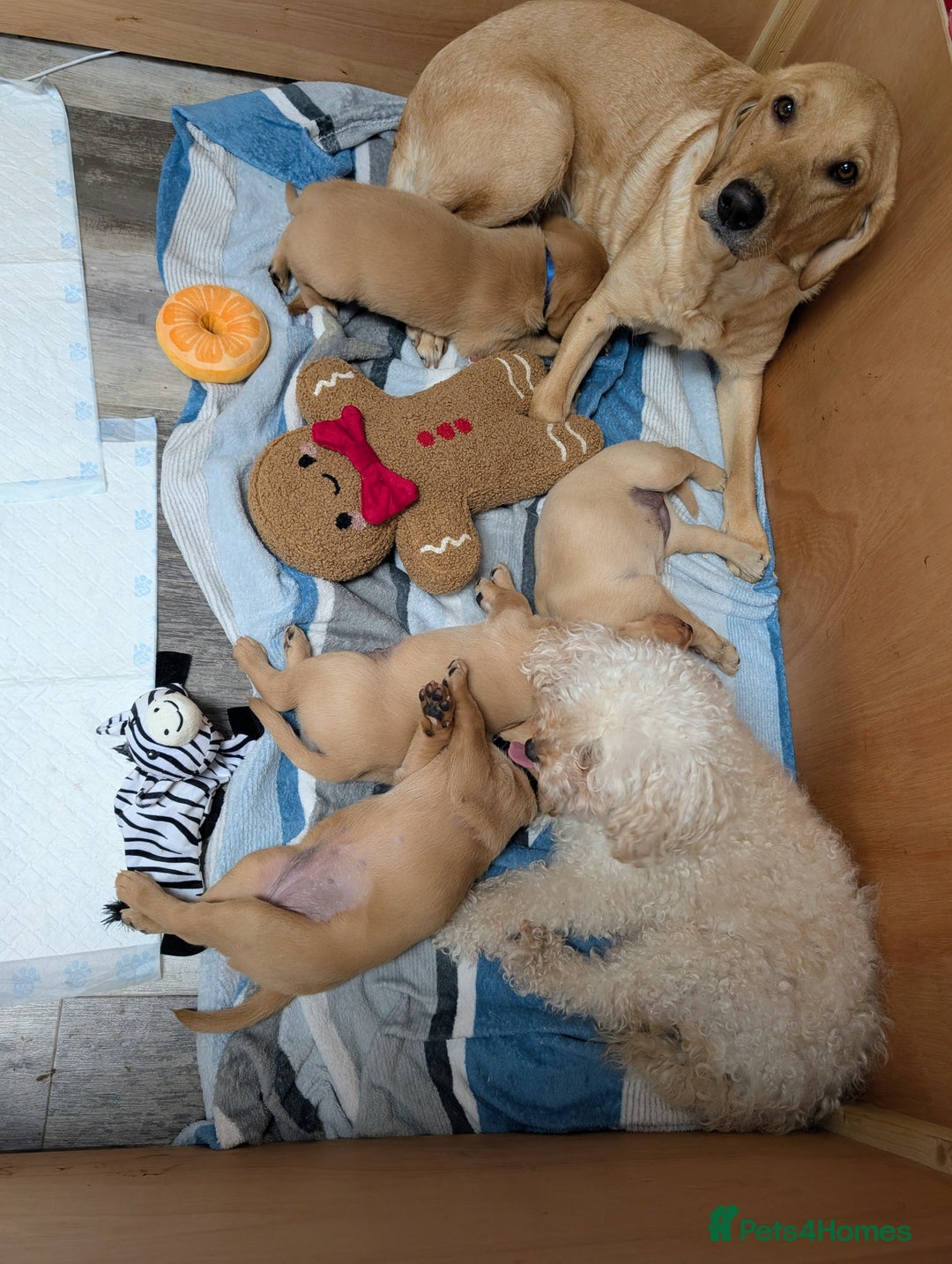 Labrador Retriever dogs for sale: Fosterwold Yellow/red Labrador pups - Image 7