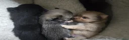 Pomchi dogs for sale: Pomchi  - Advert 25
