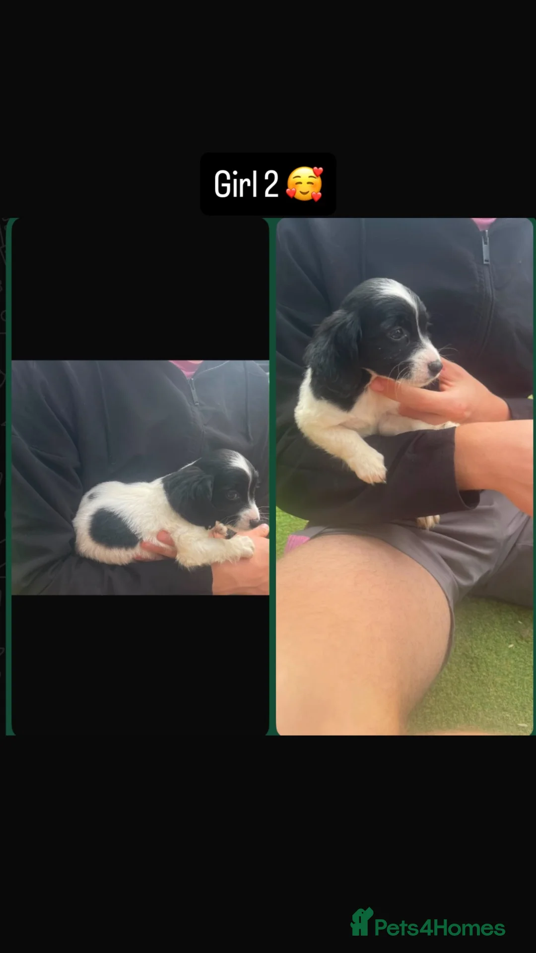 Mixed Breed dogs for sale: Maltese cross pups  - Advert 6