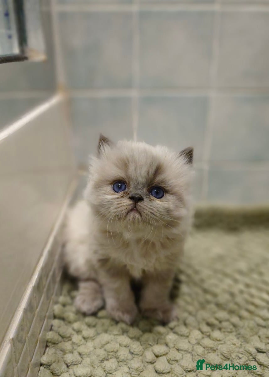 Persian cats Incredible exotic Persian kittens - Advert 9