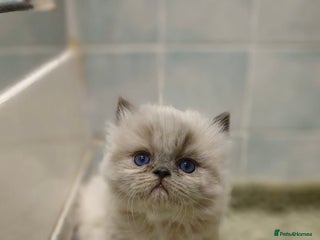 Persian cats Incredible exotic Persian kittens - Advert 2