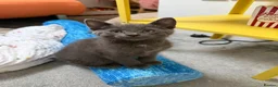 Russian Blue cats for sale: Russian blue kittens  - Advert 19