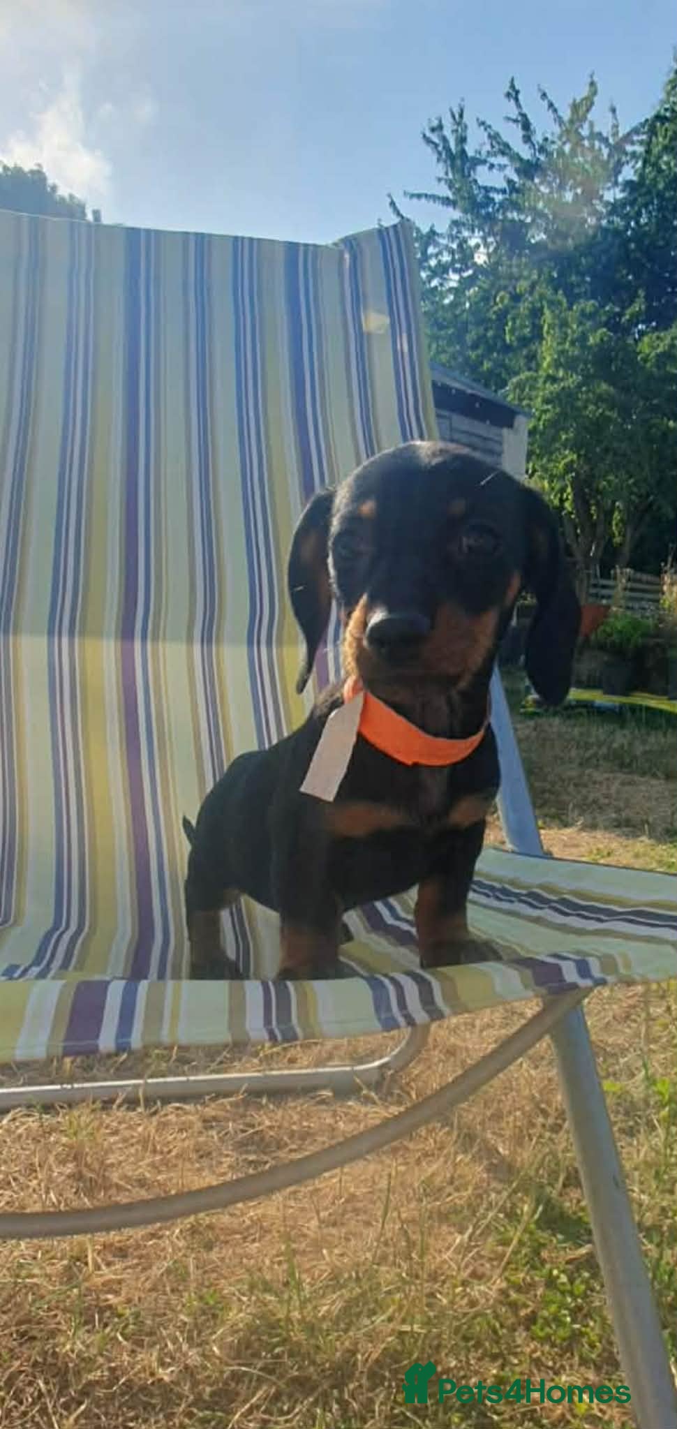 Dachshund dogs 4 MINIATURE DASCHOUNDS LEFT  - Advert 13