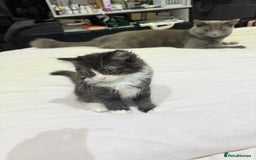 Ragdoll cats for sale: Ragdoll and Russian blue mix  - Image 2