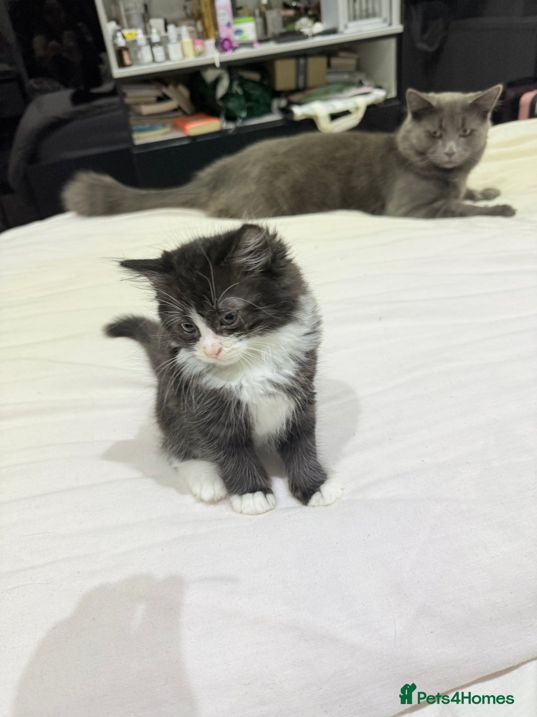 Ragdoll cats for sale: Ragdoll and Russian blue mix  - Image 2
