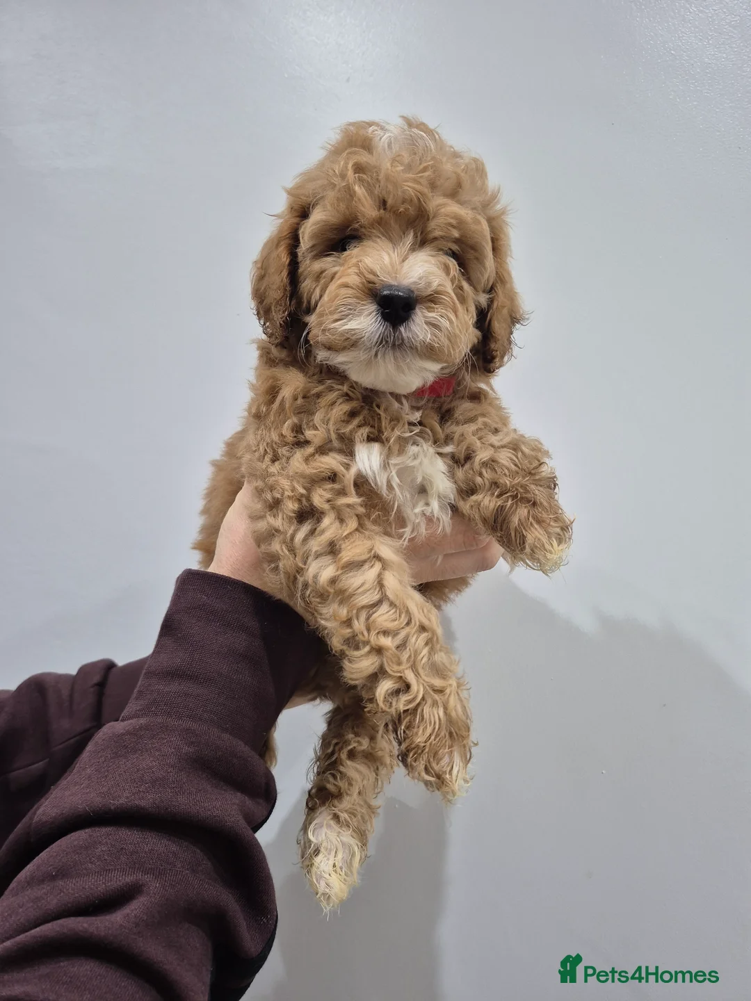 Cockapoo dogs for sale: Last boy remaining. F1B red cockapoo puppies - Advert 6